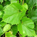 Vitis vulpina Листок