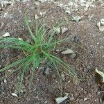 Cyperus rotundus 葉