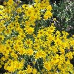 Senecio pterophorus Flower