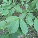 Acer cissifolium 叶