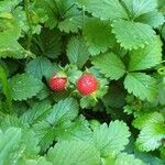 Potentilla indica Frucht