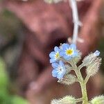 Myosotis arvensis Cvet