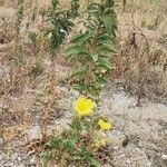 Oenothera elata Fiore