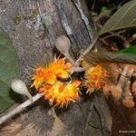 Sparattosyce dioica Fleur