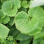Pericallis appendiculata Leaf
