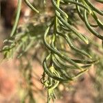 Campylanthus salsoloides Hoja