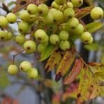 Sorbus americana Fruit