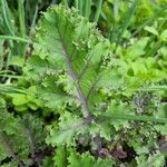 Crambe maritima Feuille