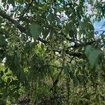 Acer cissifolium Fruto