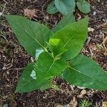 Mirabilis jalapa Vekstform