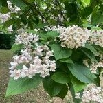 Catalpa speciosa Blüte