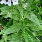 Hesperis matronalis Leaf