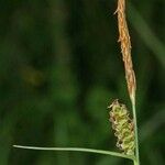 Carex tomentosa Frukt