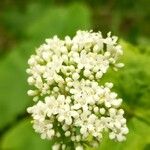 Valeriana alliariifolia Flor