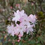 Rhododendron pubescens Flor