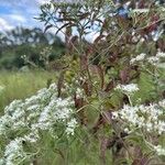 Eupatorium perfoliatum花