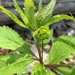 Sanicula canadensis Fleur