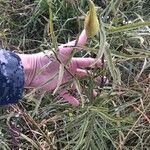 Asclepias longifolia Leht