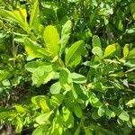 Myrica gale Leaf