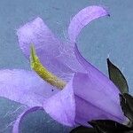 Campanula trachelium Flor