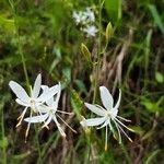 Anthericum ramosum Žiedas