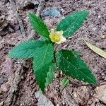 Pavonia spinifex Habit