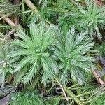 Myriophyllum aquaticum Folio