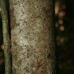 Inga huberi Bark