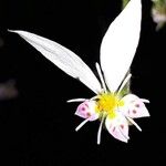 Saxifraga stolonifera 花