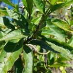 Solanum bonariense Leaf