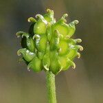 Ranunculus serpens Frutto