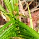 Carex muskingumensis Gyümölcs