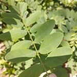 Robinia viscosa Leaf