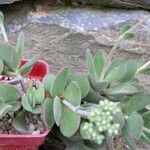 Crassula atropurpurea Habit