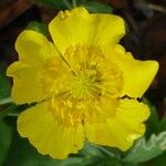 Ranunculus L.പുഷ്പം