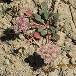 Calyptridium umbellatum ᱛᱟᱦᱮᱸ