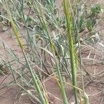 Triticum turgidum Habitat