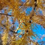 Larix decidua Leaf