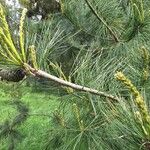 Pinus peuce Листок