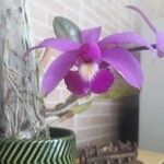 Cattleya violaceaFlor