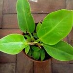Philodendron melinonii Liść