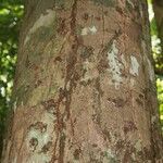 Couepia guianensis 樹皮