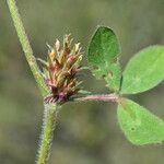 Trifolium scabrum 葉