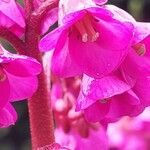 Bergenia crassifolia Flor
