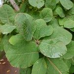 Cotinus obovatus Leaf