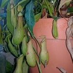 Nepenthes × neglecta Kukka