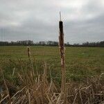 Typha latifolia花