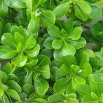 Scaevola taccada पत्ता