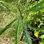 Sesbania herbacea ᱥᱟᱠᱟᱢ