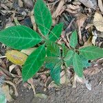 Cissus aralioides Fuelha